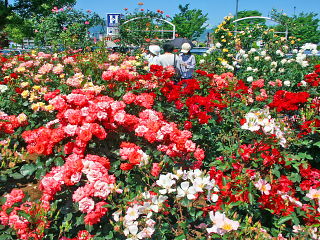 公園西入口左側のバラ花壇