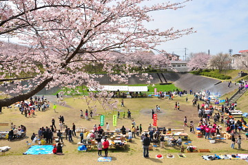 満開の桜と会場の風景