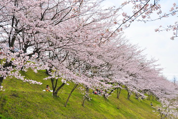 「中の池」を取り囲む桜並木