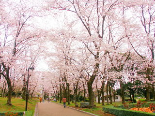 満開の広見公園内の桜