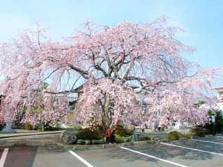 駐車場側からのしだれ桜の眺め