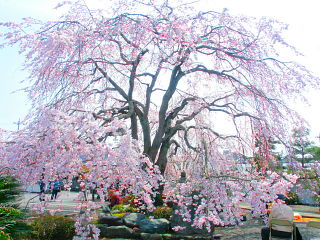 境内側からのしだれ桜の眺め