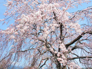 しだれ桜を間近で眺める