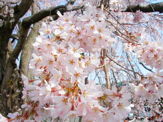 咲き誇るしだれ桜の花
