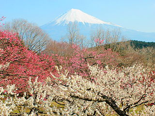 梅園内から見た梅の花と富士山