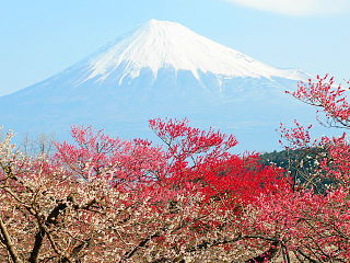 梅と富士山の風景が美しい
