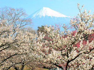 咲き誇る白梅と富士山