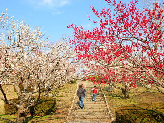 散策路の両脇に紅白の梅が咲き競う