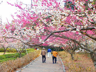 梅の花のトンネルような風景