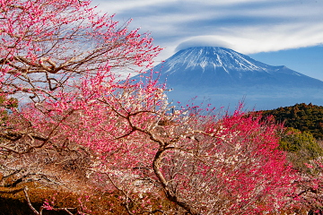 紅白の梅越しに見る富士山