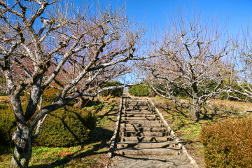 �~�����̎U���H �S�̓I�ɂ͂ڂ݂Ŏ₵�����i