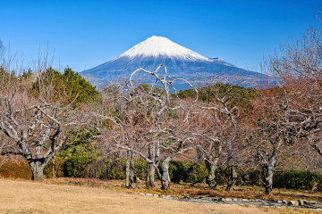 �~��������̕x�m�R�̒��� �~�̖؂͂܂������Ƃ���Ă��Ȃ����