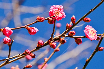 ���炫�g�~������ق�炫�n�߂Ă���