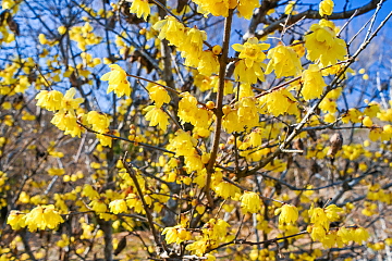 �X�~�G���A�ł͘X�~�����X�ɍ炢�Ă��Ă���