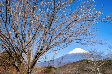 �J�Ԃ��Ă������炫���~�z���Ɍ���x�m�R