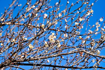 ���X�ɊJ�Ԃ��鑁�炫���~