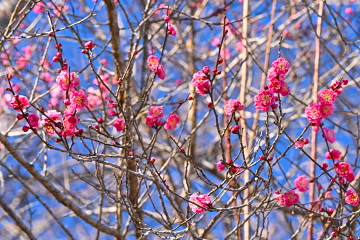 ���炫�g�~�����X�ɊJ�Ԃ��i��