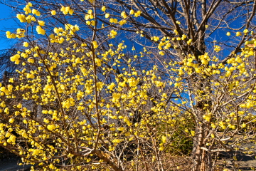 �X�~�G���A�͌������}���ĉ��F�̉Ԃ��炫�ւ�