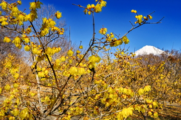 �炫�ւ�X�~�z���Ɍ���x�m�R