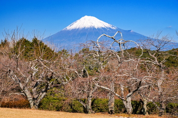 �~�������猩��x�m�R�̕��i �S�̓I�ɂ͂܂��ڂ݂̏�Ԃ̖؂�����