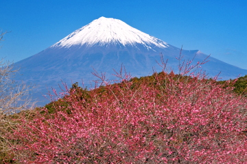 �J�Ԃ��i��ł������炫�g�~�ƕx�m�R�̕��i