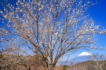 ���X�ɊJ�Ԃ��i�ޑ��炫���~�z���̕x�m�R