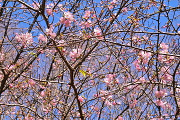 ���X�ɊJ�Ԃ���J�t�F�߂��̉͒Í�