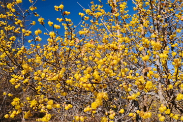 �X�~�G���A�ŉ��F�̉Ԃ��炫�ւ��Ă���