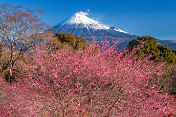 �炫�ւ鑁�炫�̍g�~�ƕx�m�R