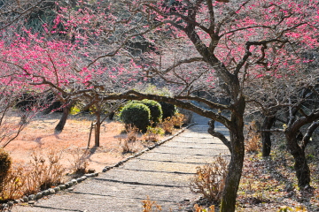 �~���̉��H�Ƒ��炫�̔~�̕��i