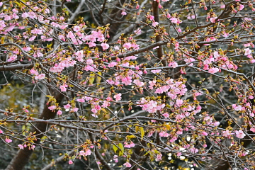 ���X�ɊJ�Ԃ��i�ރJ�t�F�t�߂̉͒Í�