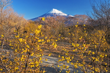 �����������X�~�z���ƕx�m�R�̕��i