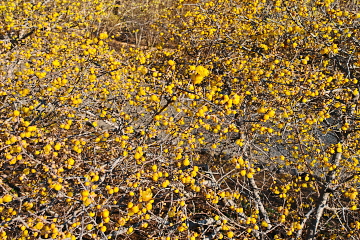 �X�~�̉��F���Ԃ��炫�ւ�