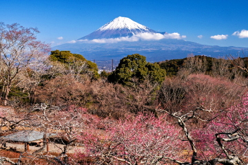 �~���̍��䂩�璭�߂�x�m�R�̕��i