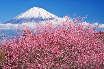 �J�Ԃ��i��ō炫�ւ鑁�炫�g�~�ƕx�m�R