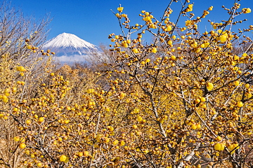 �����������X�~�z���Ɍ���x�m�R