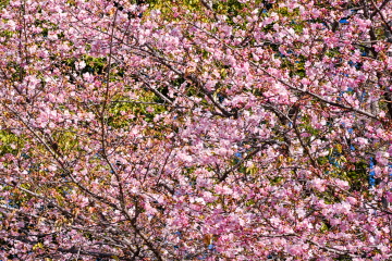 �J�t�F�t�߂̉͒Í���3���炫���x�܂ŊJ�Ԃ��i��