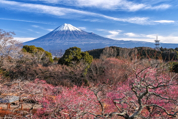 �炫�ւ�g�~�Ɛቻ�ς̔������x�m�R�̕��i