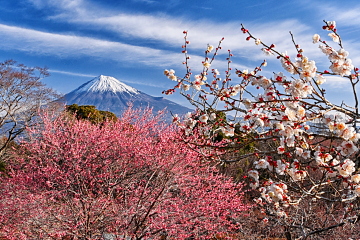 �J�Ԃ��i�ލg���̔~�ƕx�m�R�E���_�̑f�G�ȑ��t���i