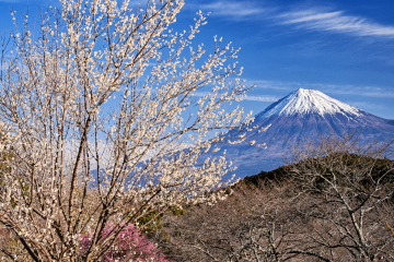 �炫�ւ鑁�炫�̔��~�z���Ɍ���x�m�R