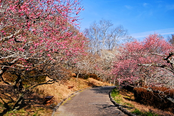 �J�Ԃ��i��ł����U���H�����̍g�~