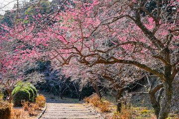 �g�~�̃g���l���̂悤�ȎU���H�̕��i