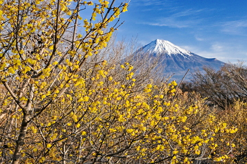 �炫�ւ�X�~�z���Ɍ���x�m�R