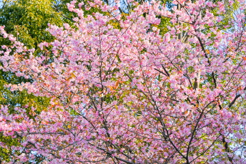 �J�t�F�t�߂̉͒Í����������}������