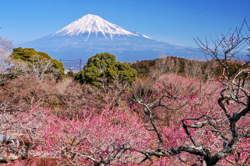 ���䂩��̔~���ƕx�m�R�̕��i