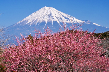 �����������č炫�ւ�g�~�ƕx�m�R