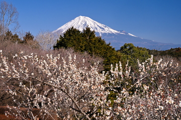 �J�Ԃ��i�ޔ��~�ƕx�m�R�̕��i