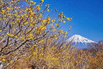 �X�~�G���A�ł͒x�炫�̉Ԃ��܂��y���߂�