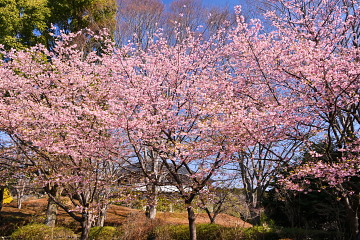 �J�t�F�t�߂̉͒Í��͂قږ��J��