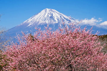 �炫�ւ�g�~�z���Ɍ���x�m�R�̕��i